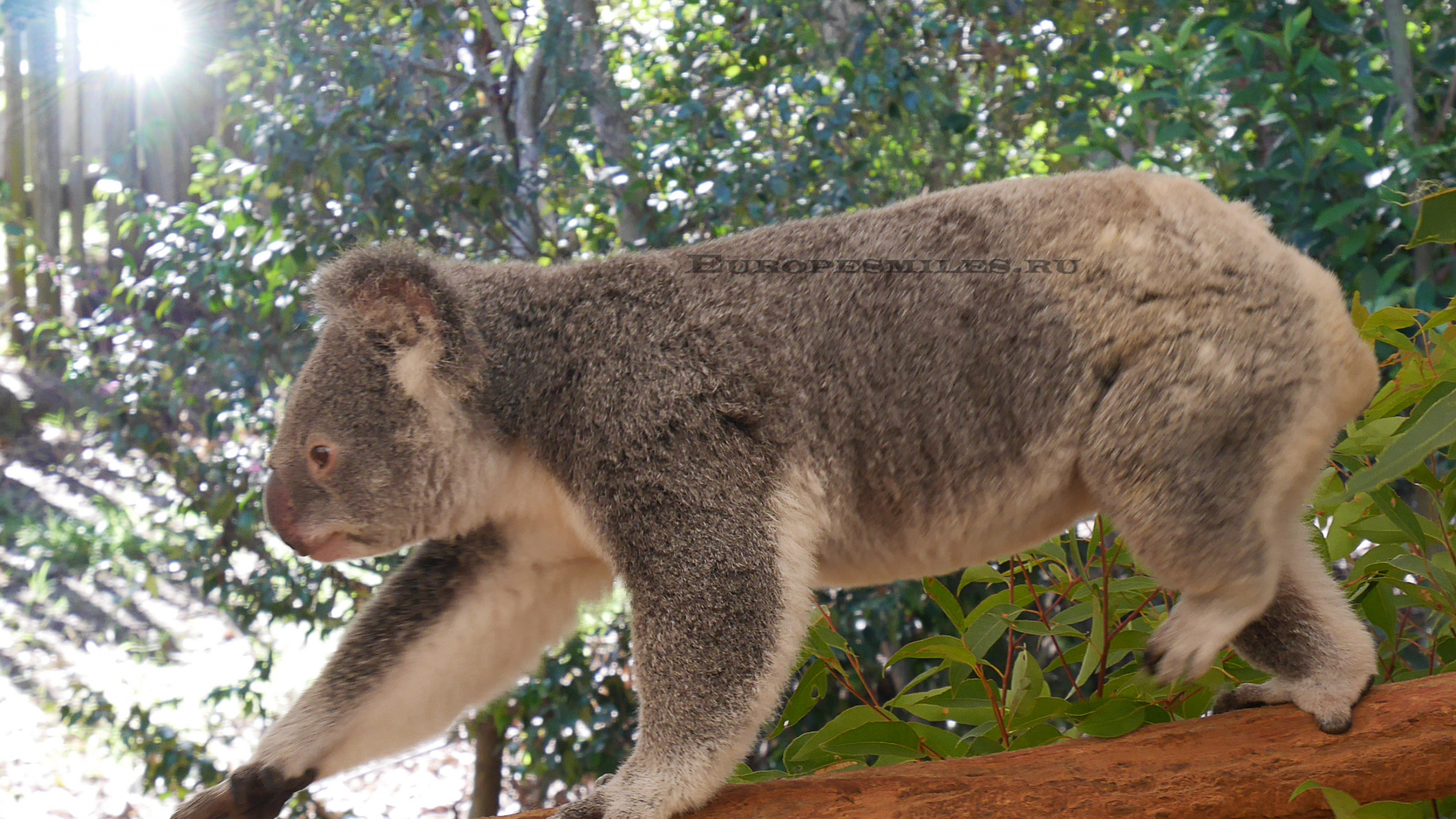 Обои Коала, наземные животные, живая природа, дерево, обезьяна в разрешении 2560x1440