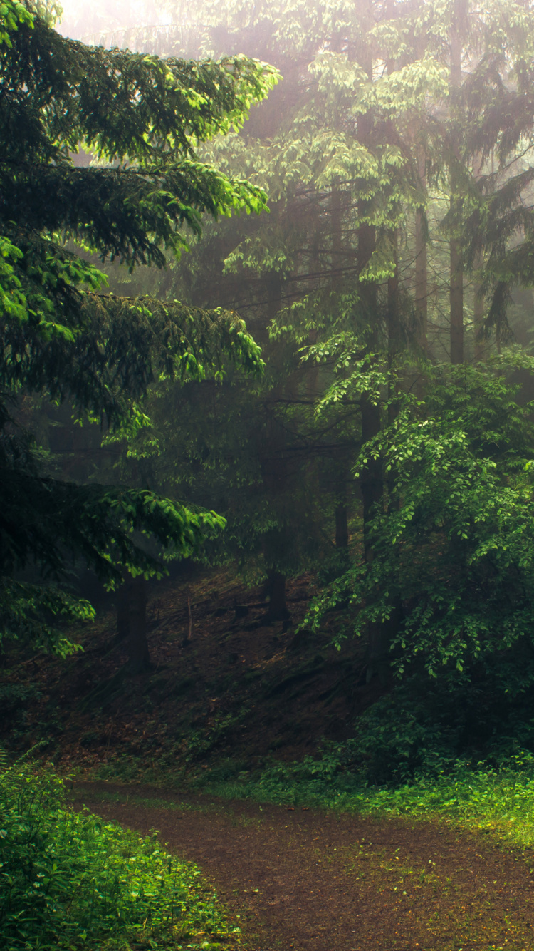 Обои лес, дерево, лесистая местность, природный ландшафт, природа в разрешении 750x1334