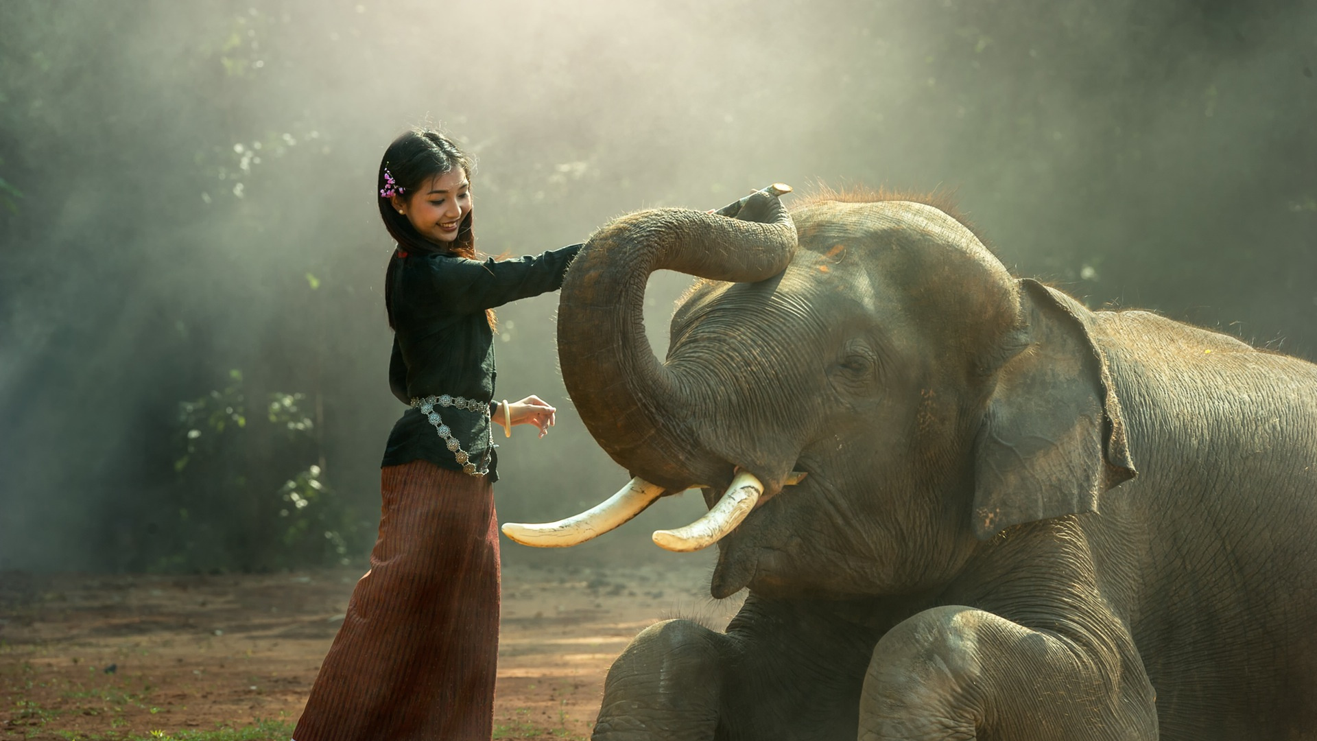 Обои Слон, слоны и мамонты, индийский слон, наземные животные, живая природа в разрешении 1920x1080