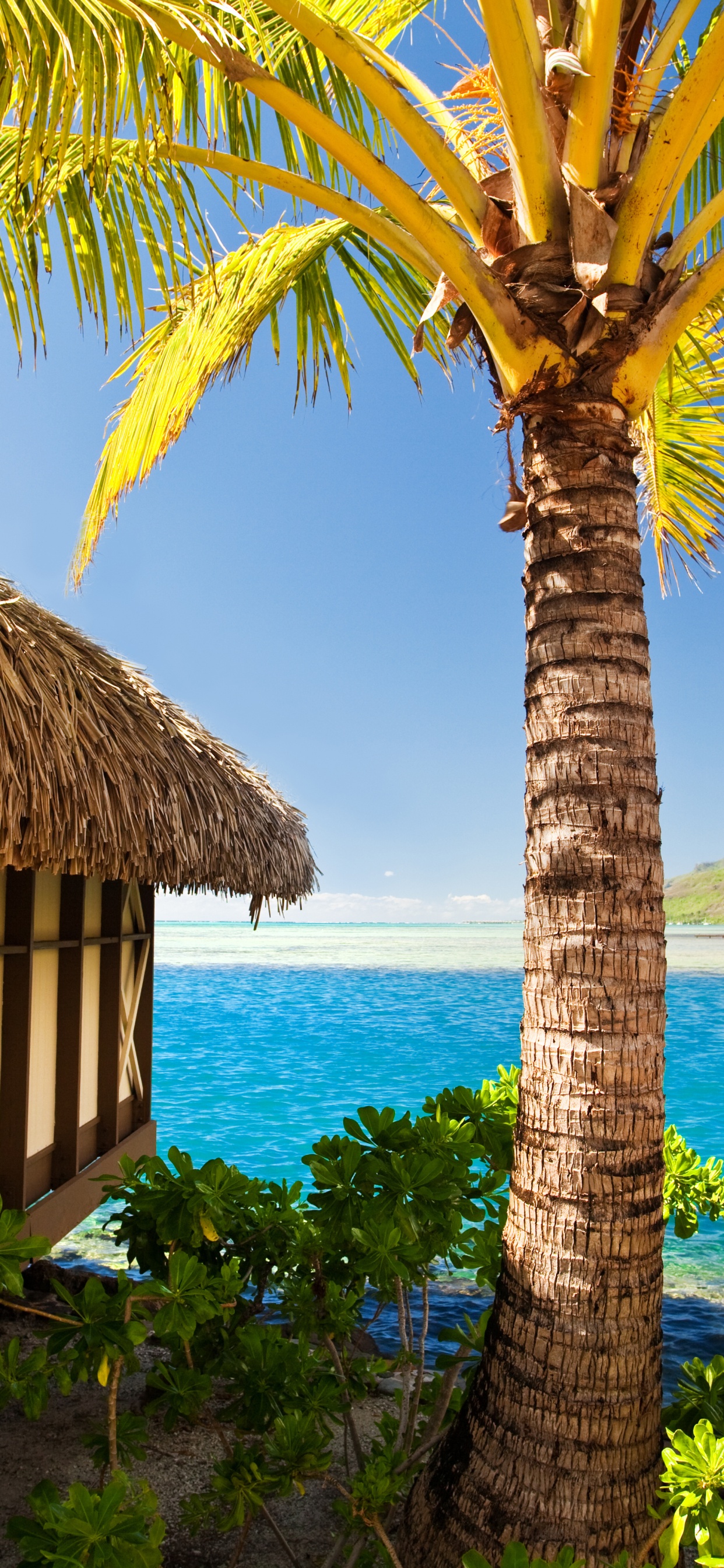 Обои отпуск, пляж, туризм, прибежище, тропическая зона в разрешении 1242x2688