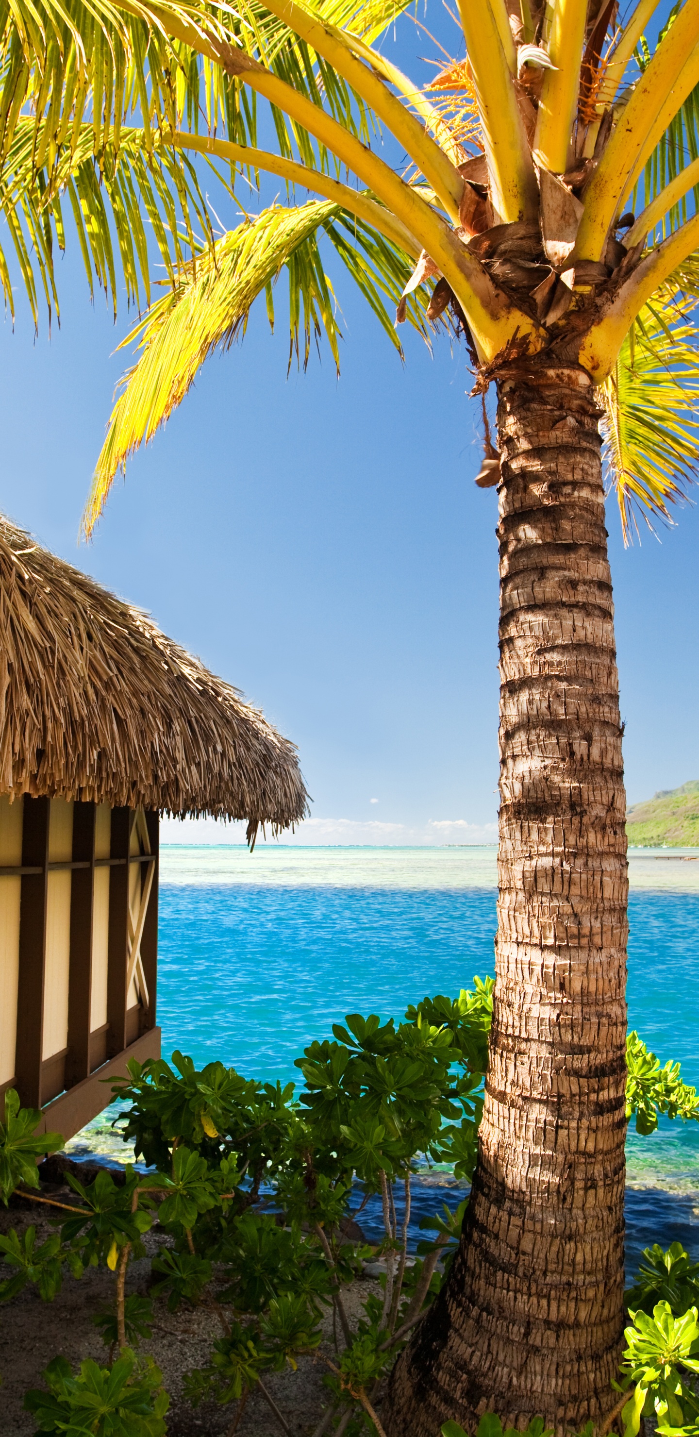 Обои отпуск, пляж, туризм, прибежище, тропическая зона в разрешении 1440x2960