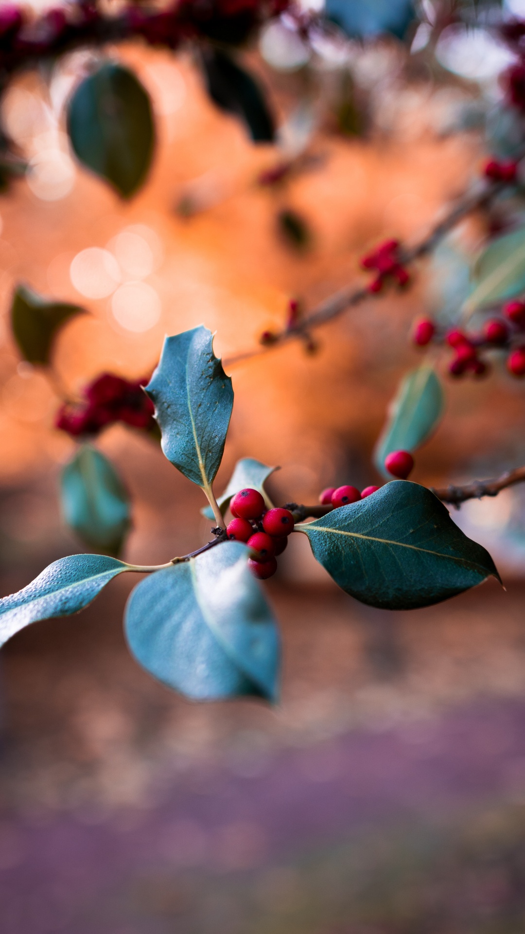 Обои лист, синий, ветвь, растение, весна в разрешении 1080x1920