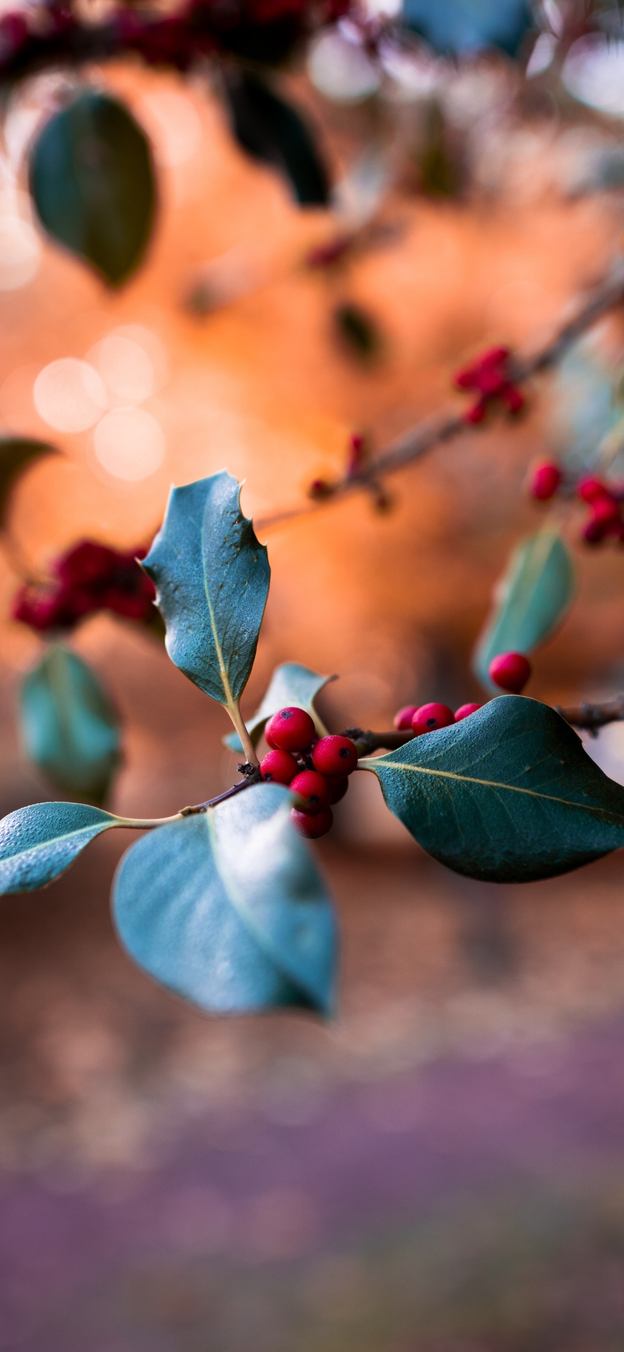 Обои лист, синий, ветвь, растение, весна в разрешении 1242x2688