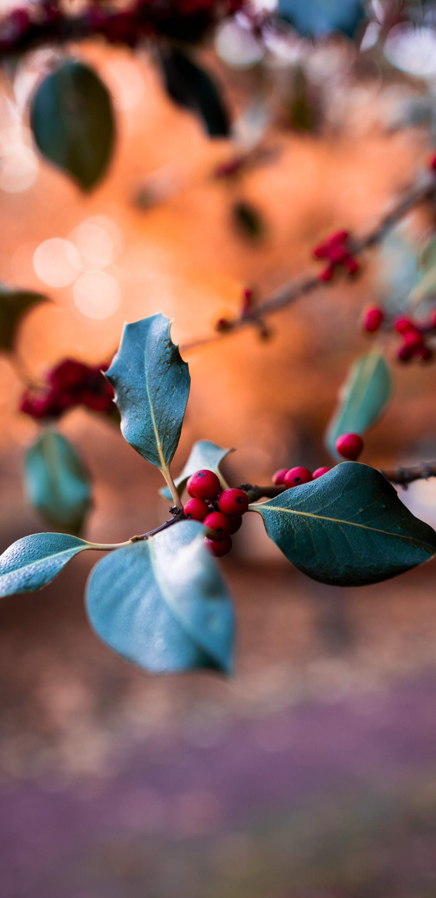 Обои лист, синий, ветвь, растение, весна в разрешении 1440x2960