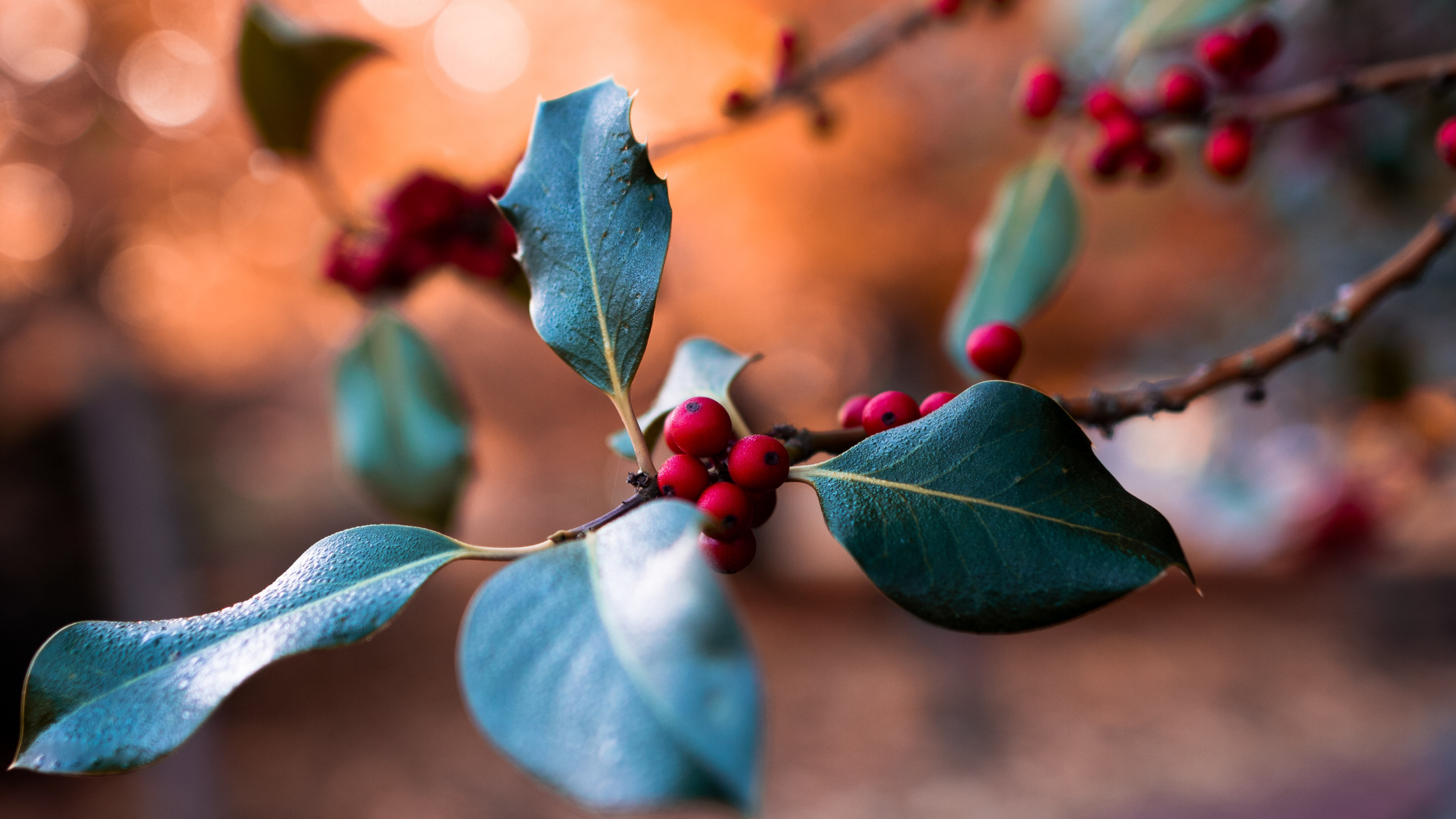 Обои лист, синий, ветвь, растение, весна в разрешении 3840x2160