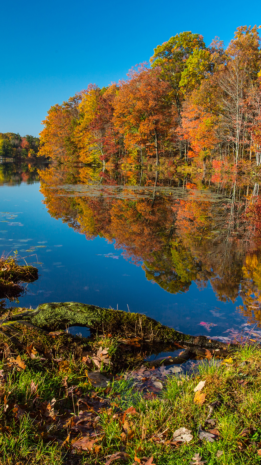Обои отражение, осень, дерево, вода, растение в разрешении 1080x1920