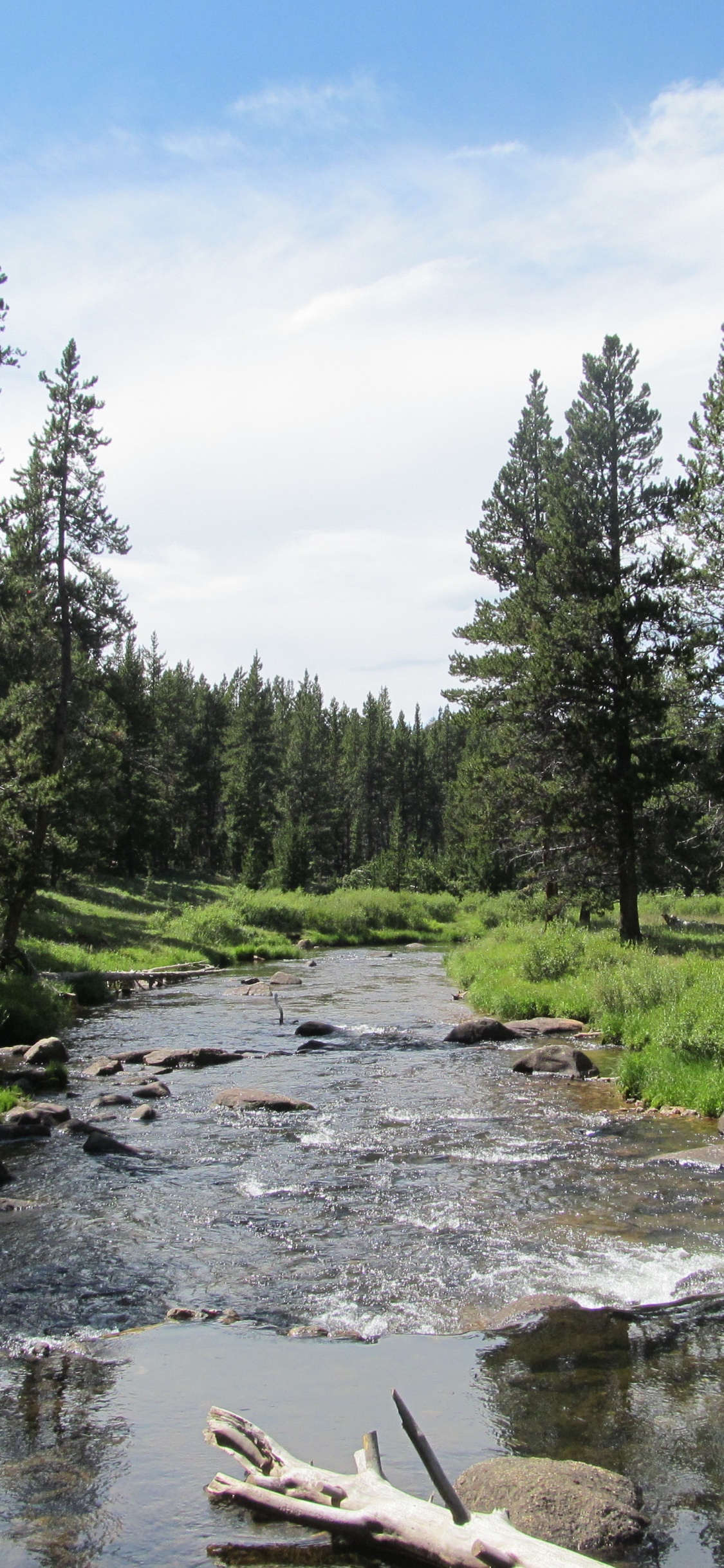 Обои природа, дикая местность, дерево, природный заповедник, прибрежные зоны в разрешении 1125x2436