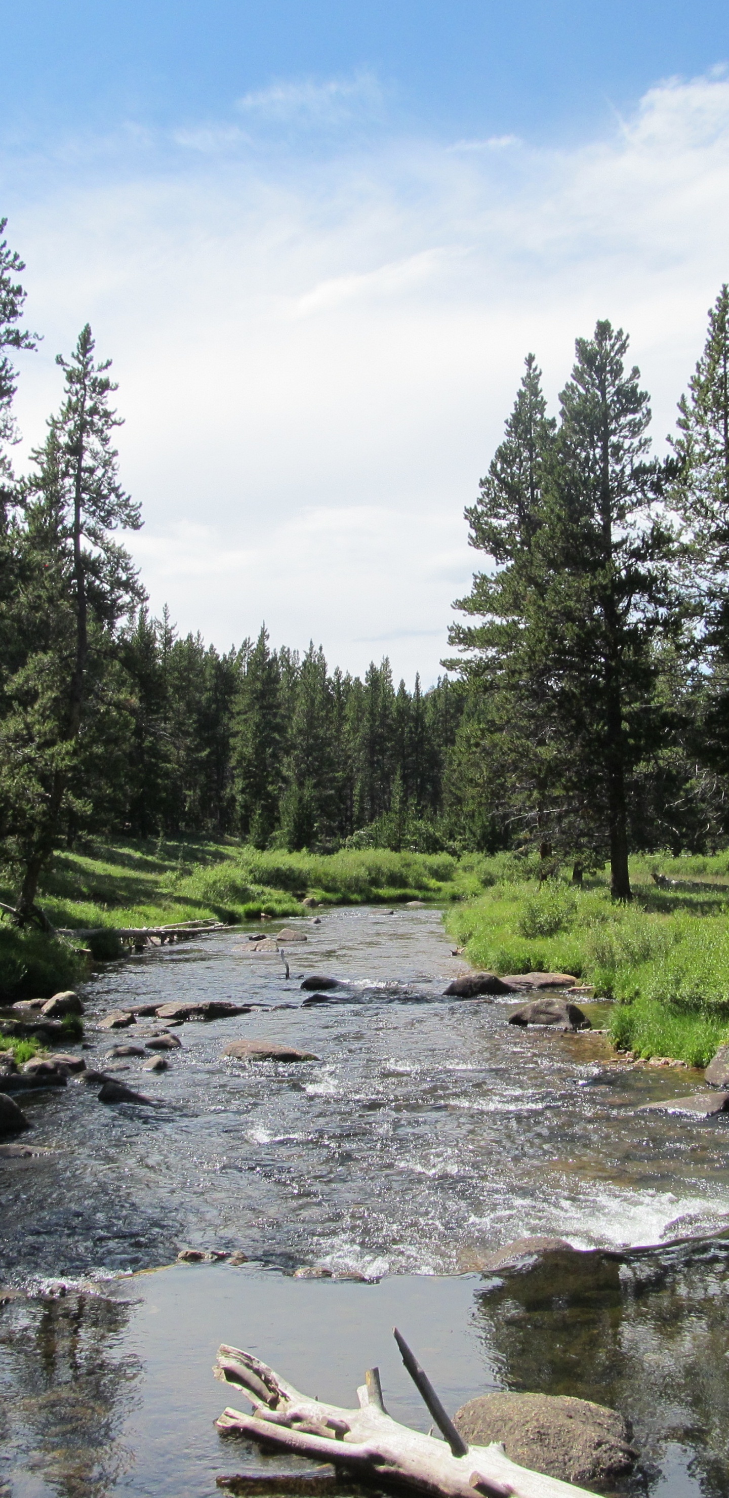 Обои природа, дикая местность, дерево, природный заповедник, прибрежные зоны в разрешении 1440x2960