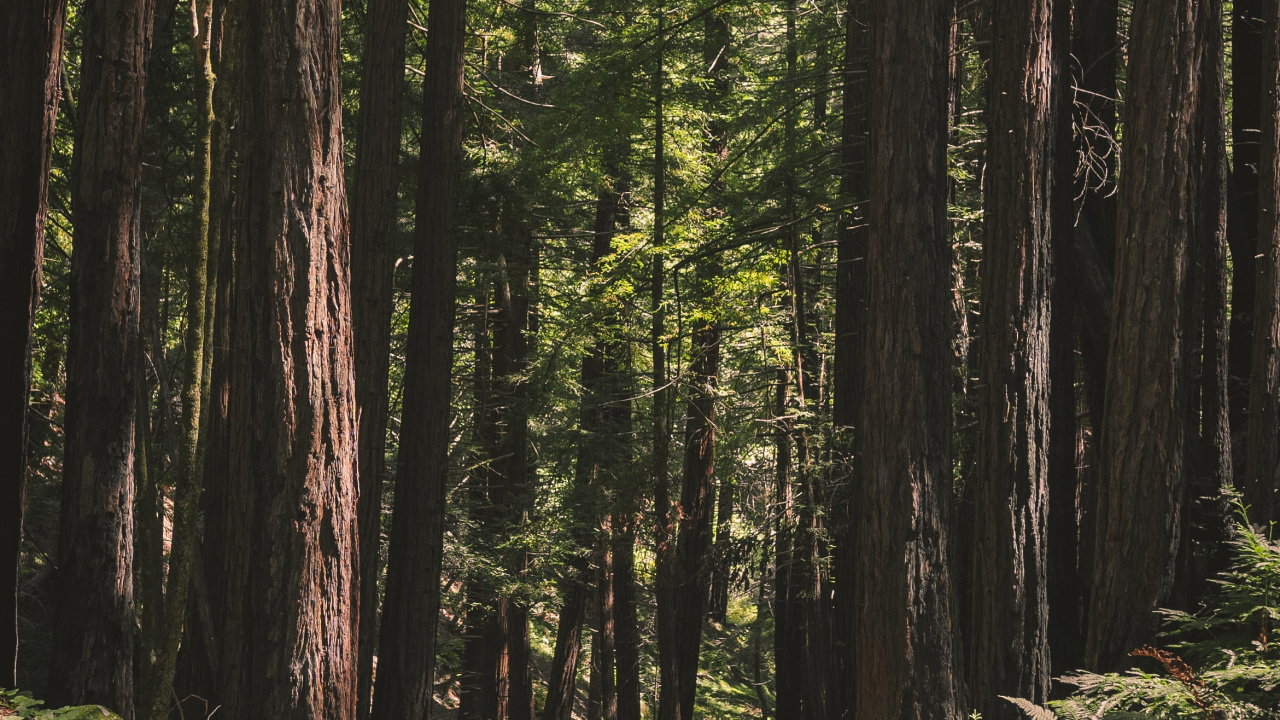 Обои дерево, лес, окружающая среда, природный ландшафт, природа в разрешении 1280x720