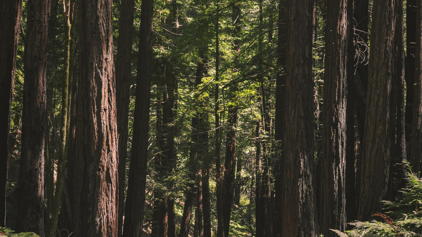 Обои дерево, лес, окружающая среда, природный ландшафт, природа в разрешении 1366x768