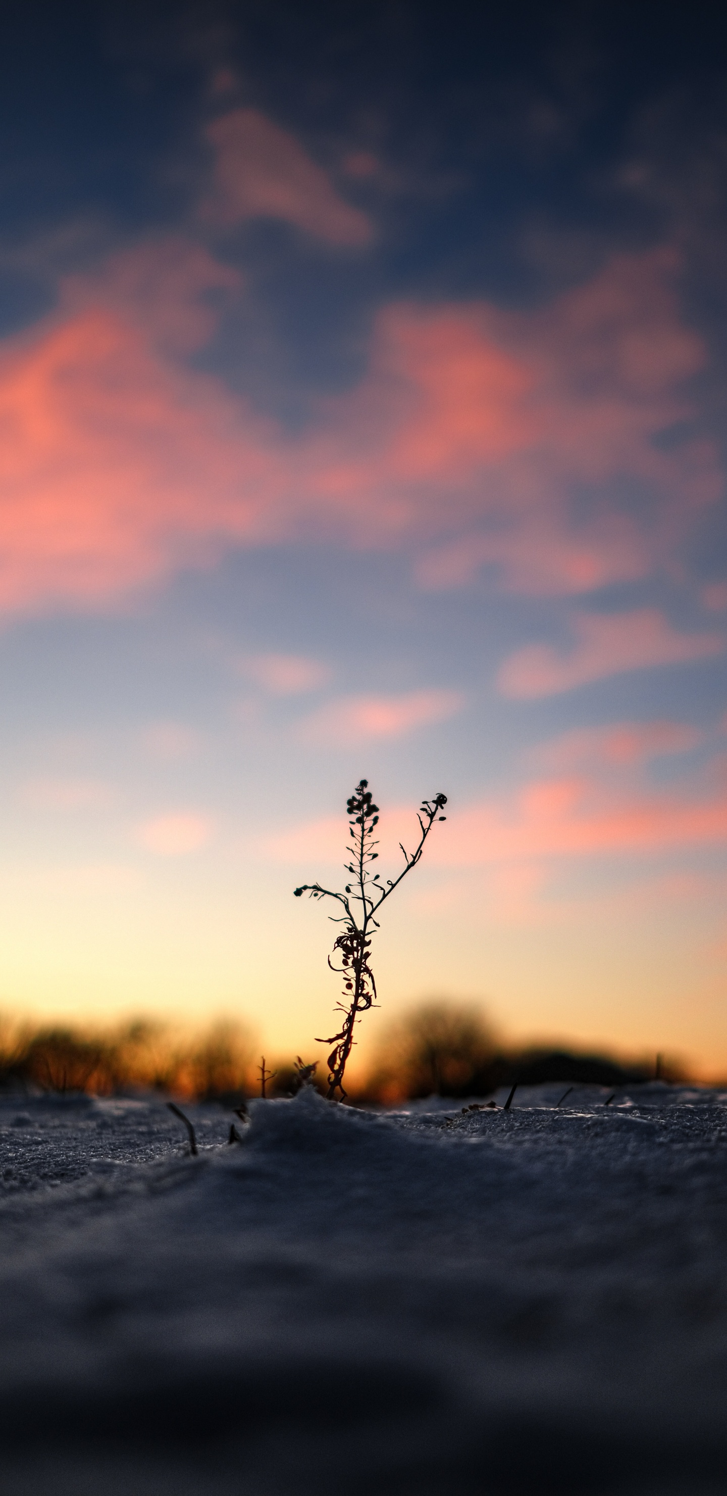 Обои закат, вода, горизонт, природа, облако в разрешении 1440x2960