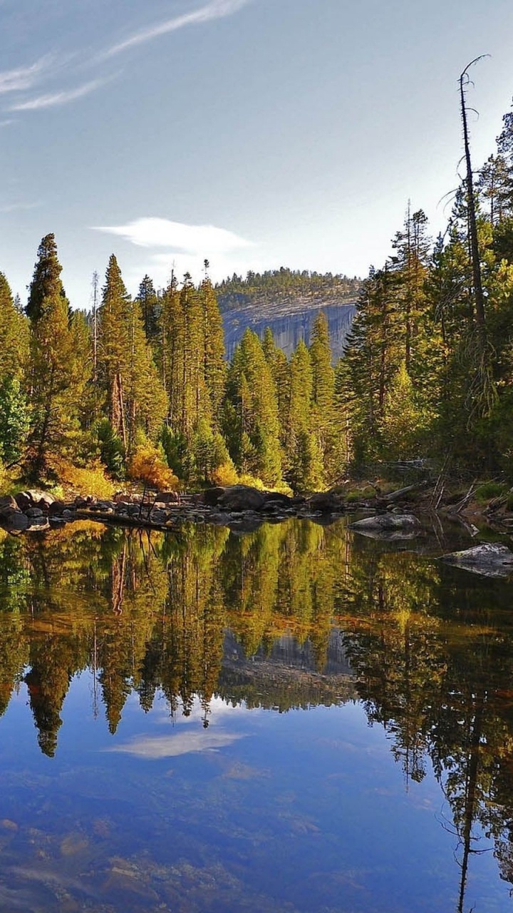 Обои дерево, отражение, природа, дикая местность, вода в разрешении 720x1280