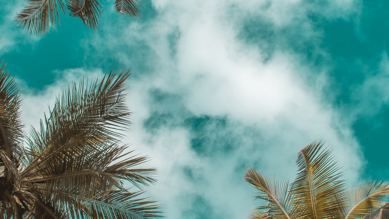 Обои лето, облако, дневное время, лист, лазурный в разрешении 1280x720