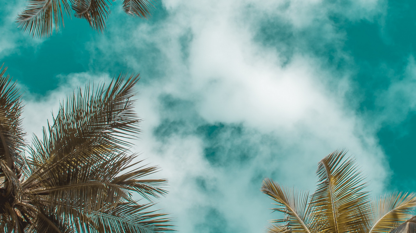 Обои лето, облако, дневное время, лист, лазурный в разрешении 1366x768