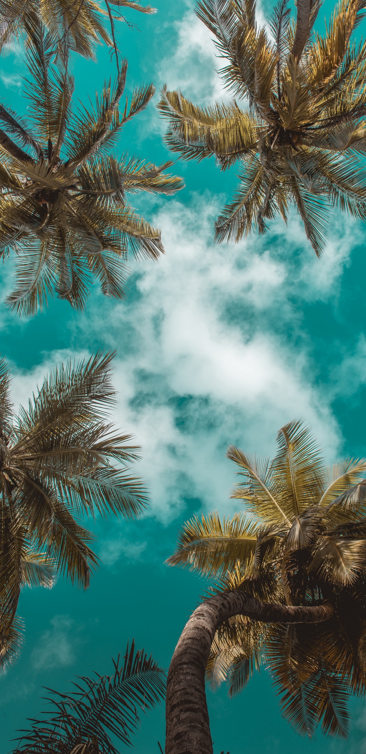 Обои лето, облако, дневное время, лист, лазурный в разрешении 1440x2960