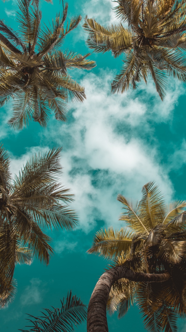 Обои лето, облако, дневное время, лист, лазурный в разрешении 720x1280