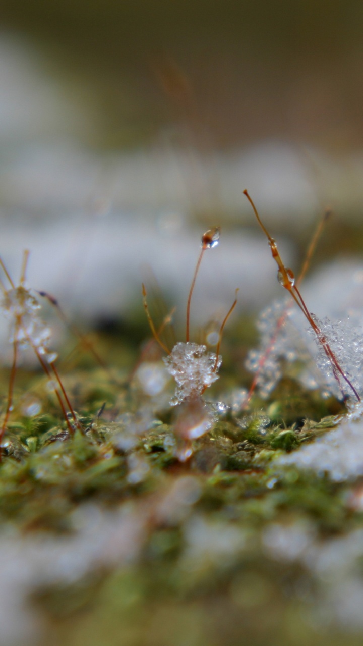 Обои весна, вода, влага, растительность, таяние в разрешении 720x1280