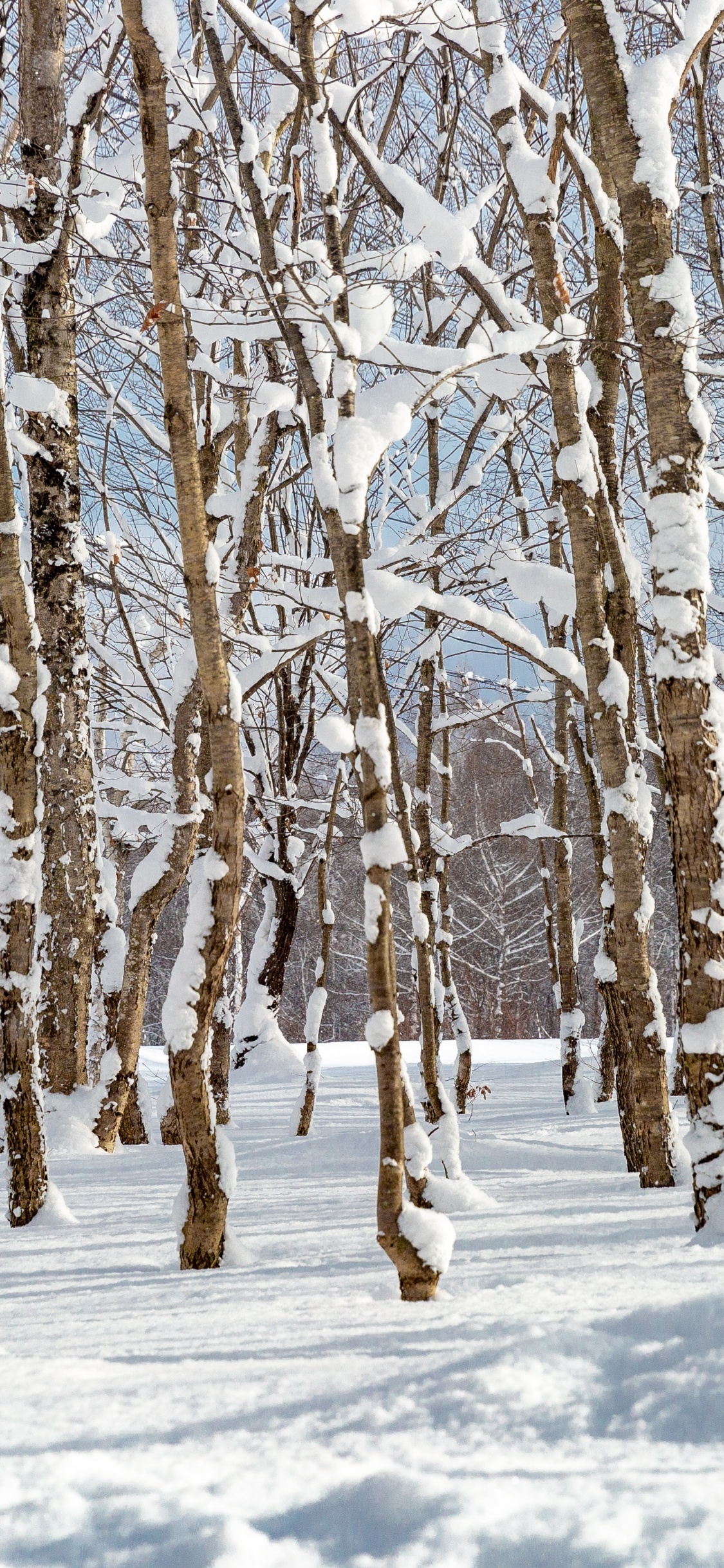 Обои снег, растение, природный ландшафт, прут, дерево в разрешении 1125x2436