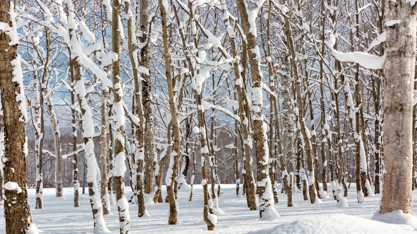 Обои снег, растение, природный ландшафт, прут, дерево в разрешении 1366x768