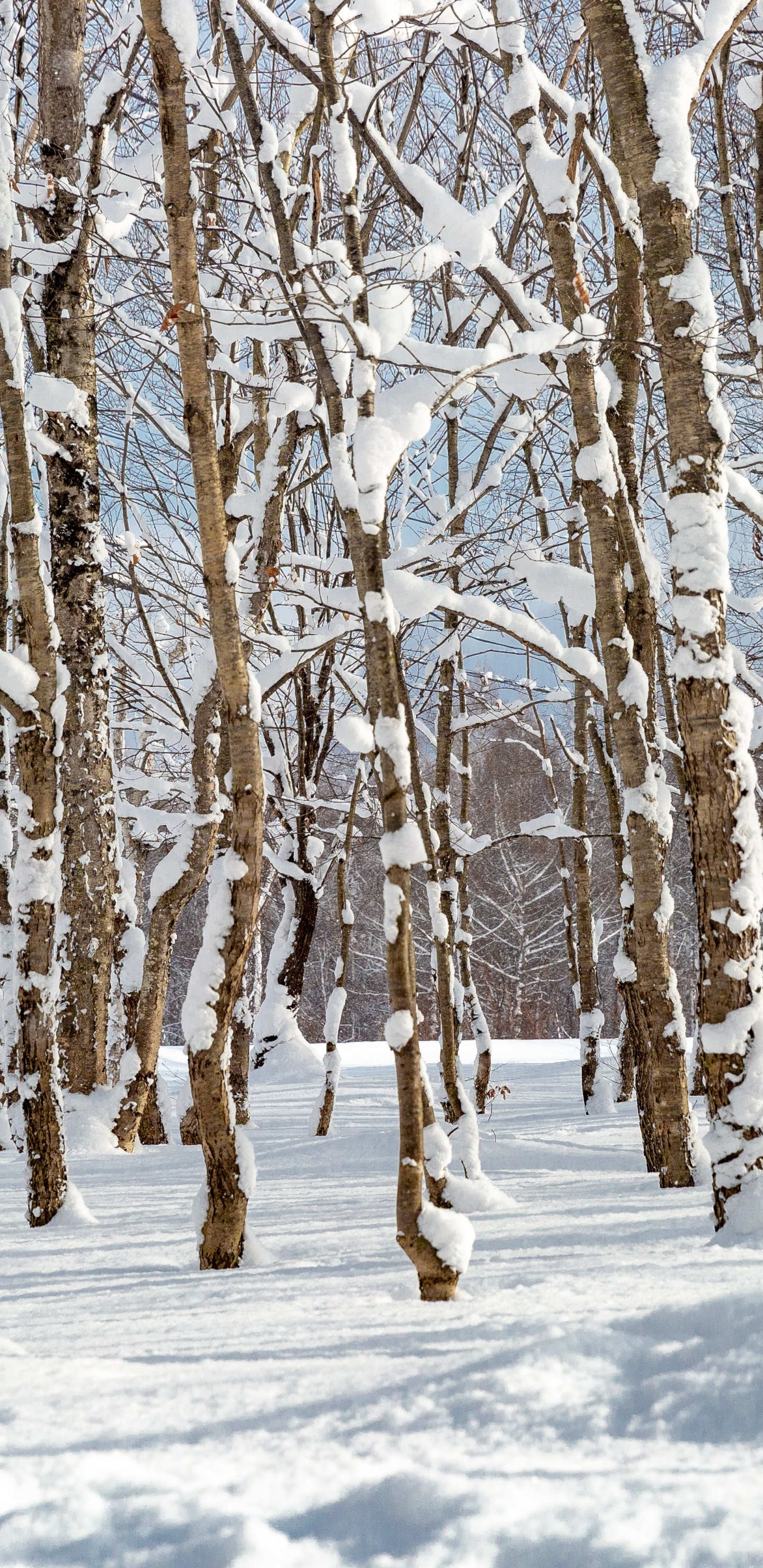 Обои снег, растение, природный ландшафт, прут, дерево в разрешении 1440x2960