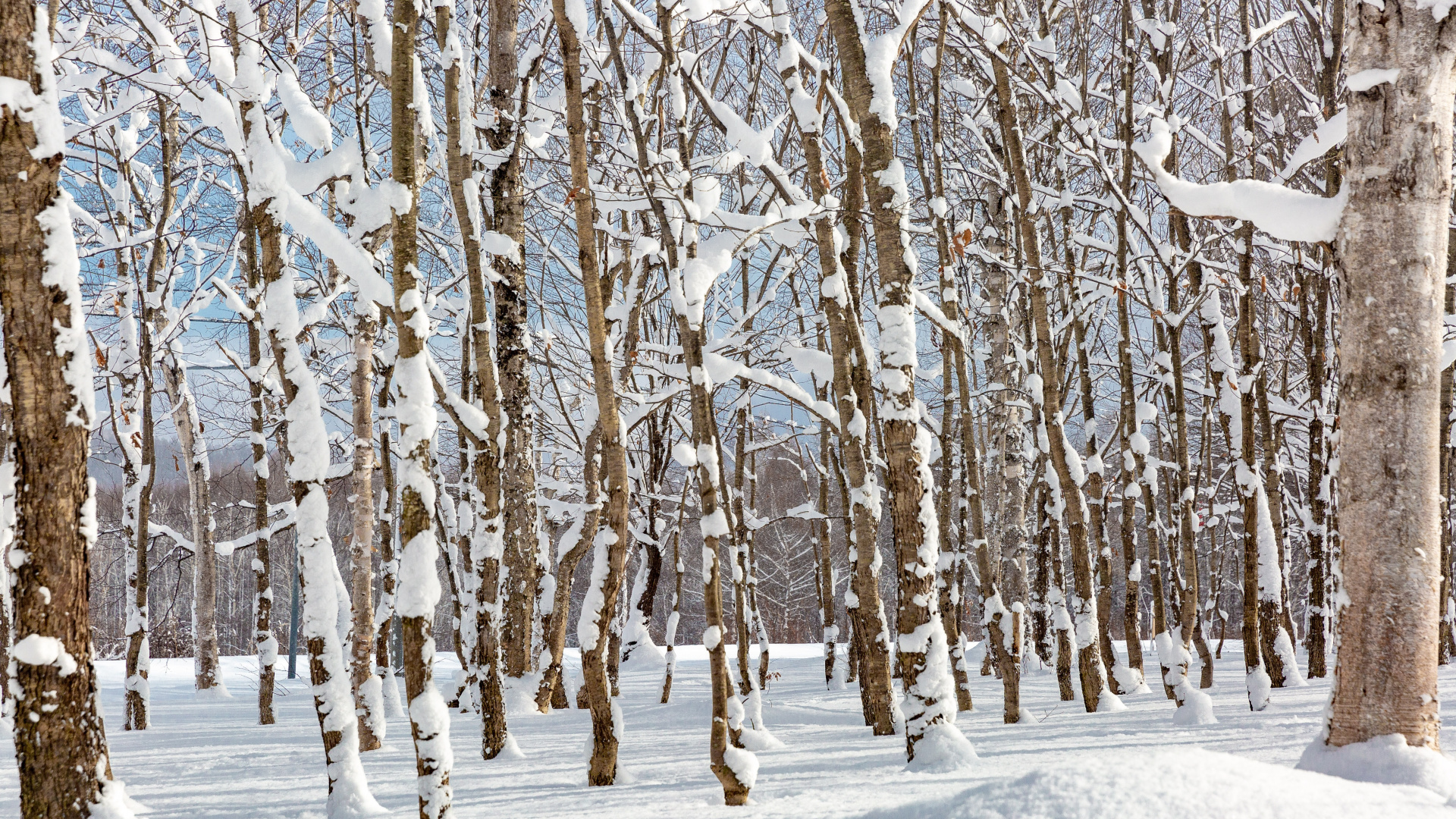 Обои снег, растение, природный ландшафт, прут, дерево в разрешении 1920x1080