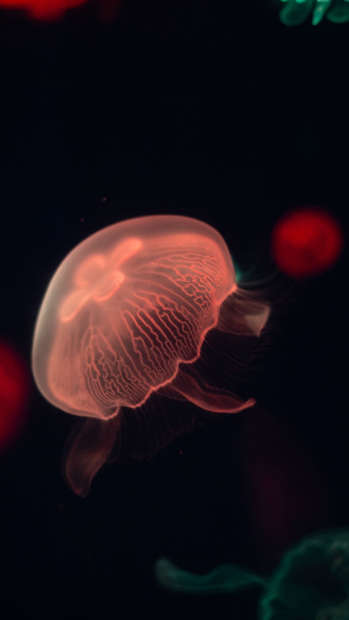 Обои Медуза, биолюминесценция, морские беспозвоночные, вода, газ в разрешении 720x1280