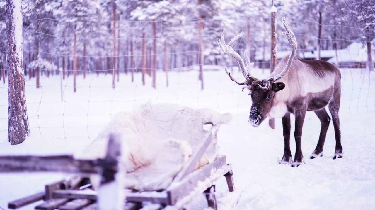 Обои Лапландия, Северный олень, олень, живая природа, зима в разрешении 1280x720