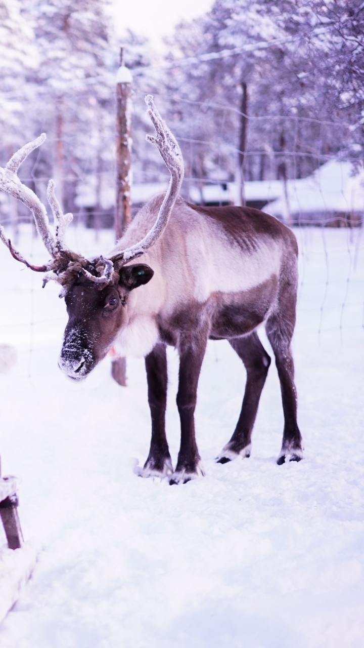 Обои Лапландия, Северный олень, олень, живая природа, зима в разрешении 720x1280
