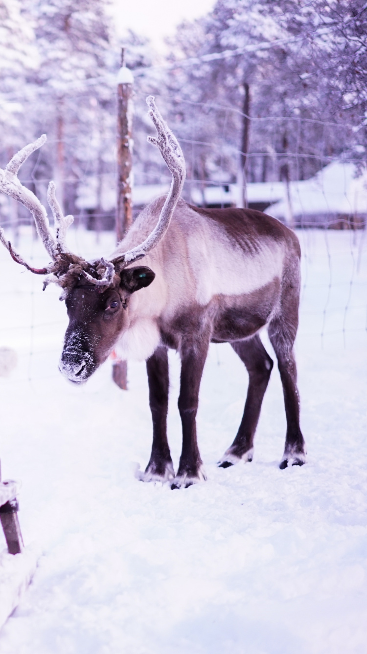 Обои Лапландия, Северный олень, олень, живая природа, зима в разрешении 750x1334