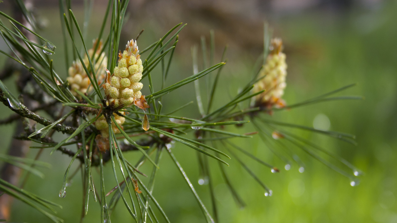 Обои сосна, ель, лиственница, пихта, Хвойные в разрешении 1366x768