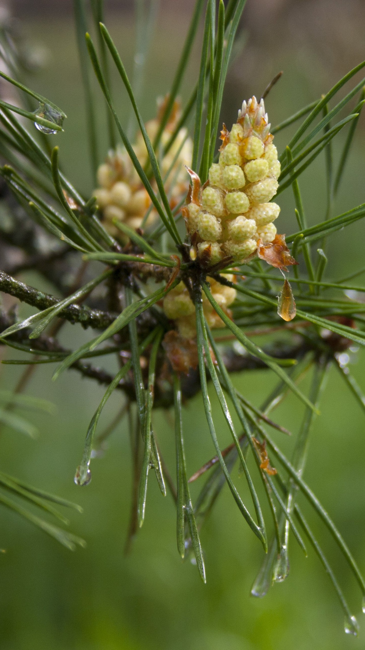 Обои сосна, ель, лиственница, пихта, Хвойные в разрешении 750x1334