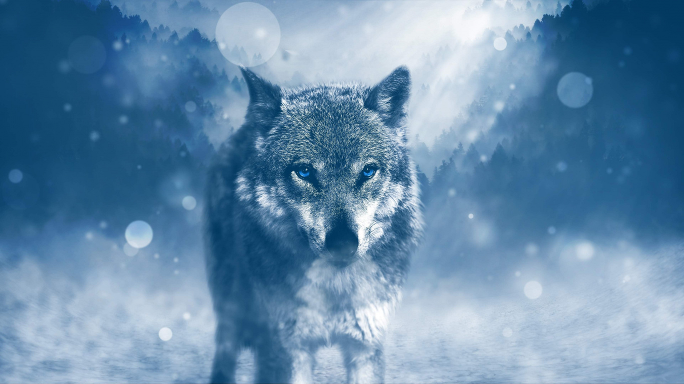 Обои волк, атмосфера, морда, дневное время, замораживание в разрешении 1366x768