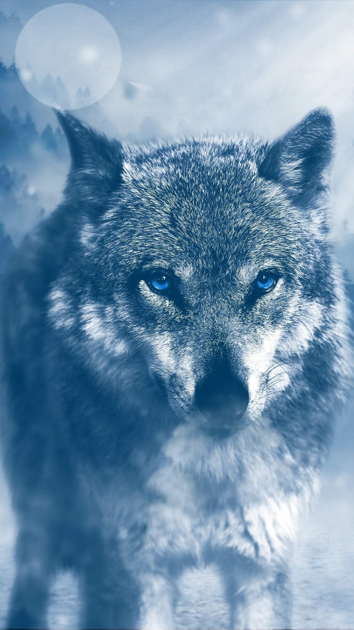 Обои волк, атмосфера, морда, дневное время, замораживание в разрешении 720x1280
