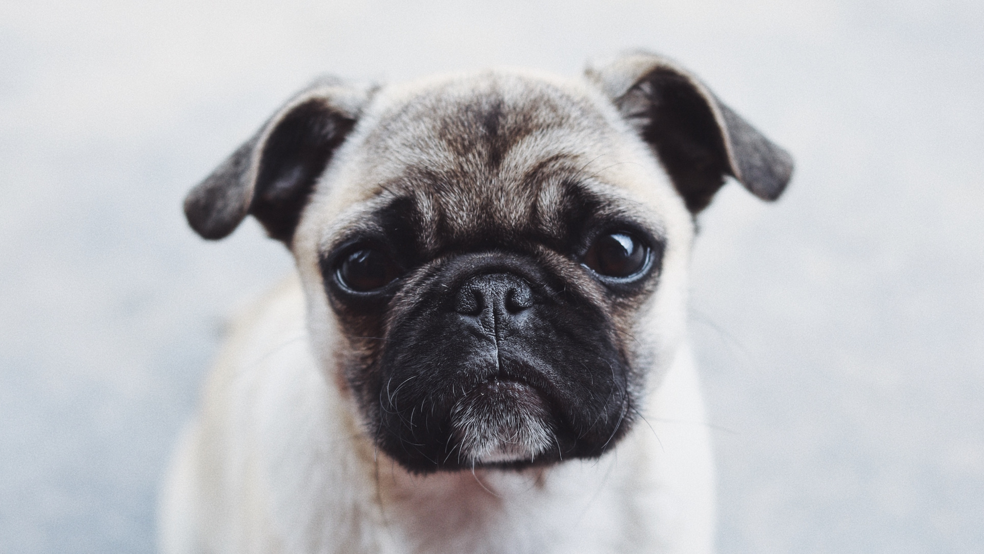 Обои мопс, щенок, собака породы, пес, Псовые в разрешении 1920x1080