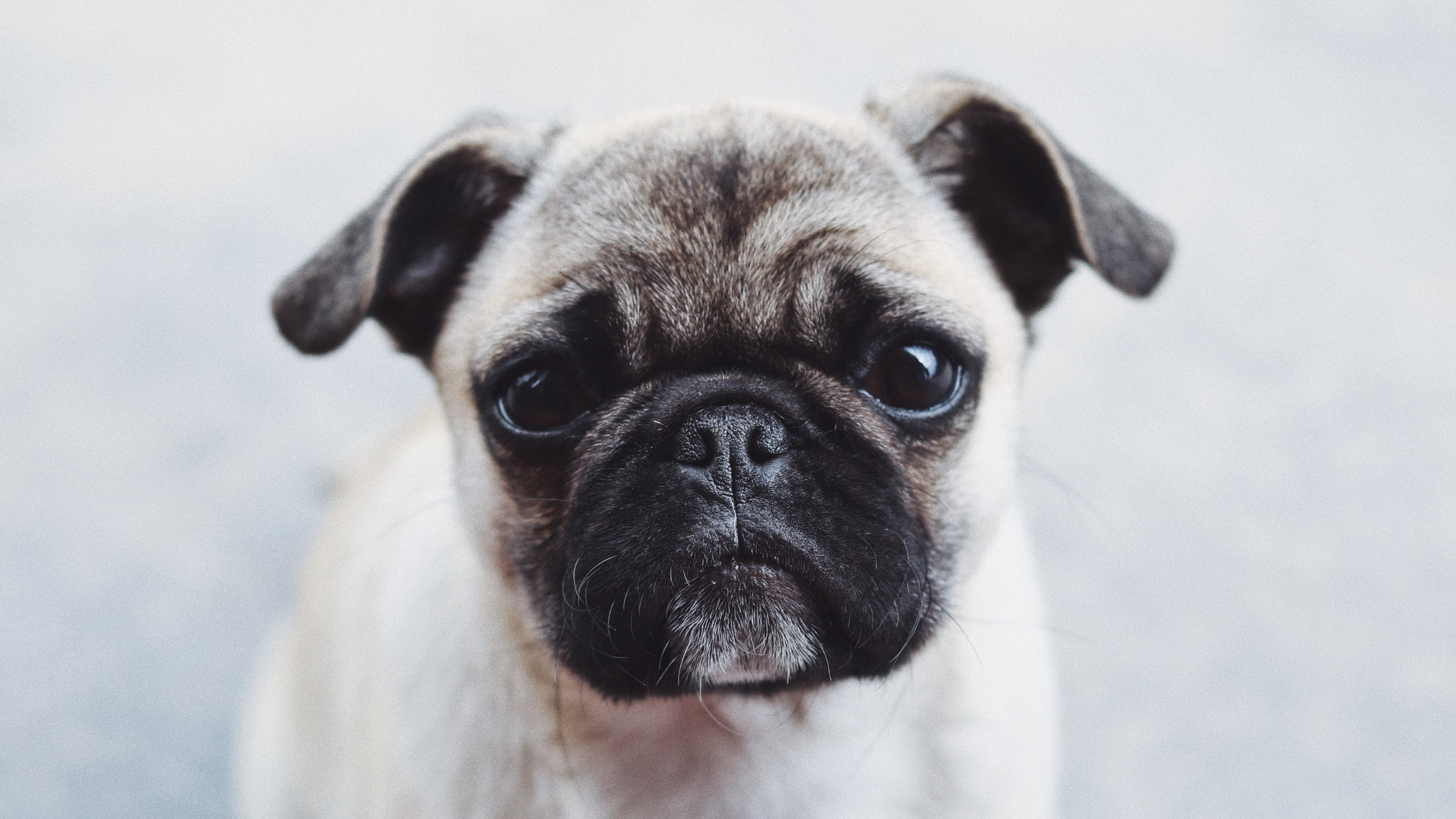 Обои мопс, щенок, собака породы, пес, Псовые в разрешении 2560x1440