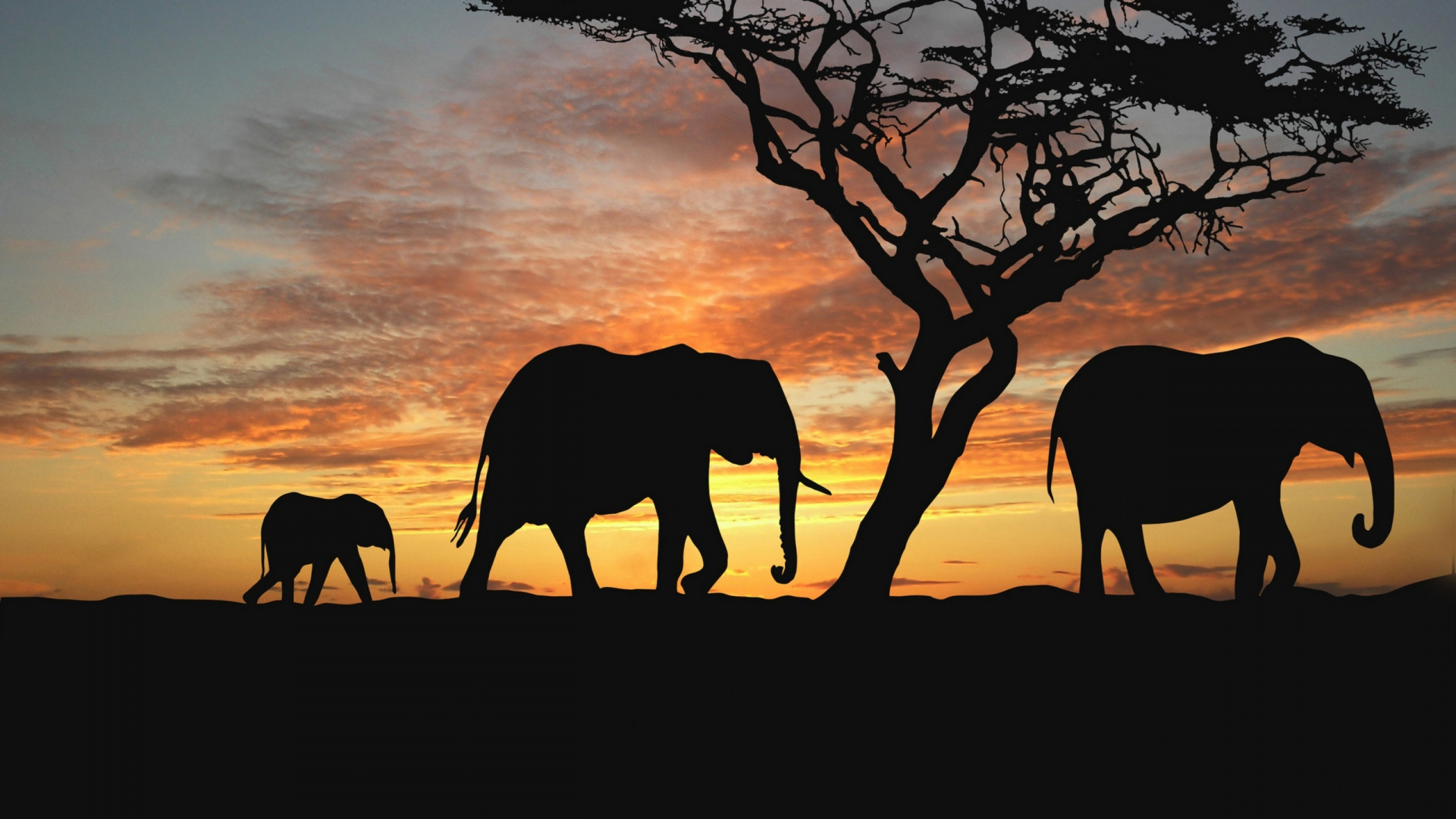 Обои Саванна, Слон, живая природа, африканский слон, наземные животные в разрешении 1920x1080