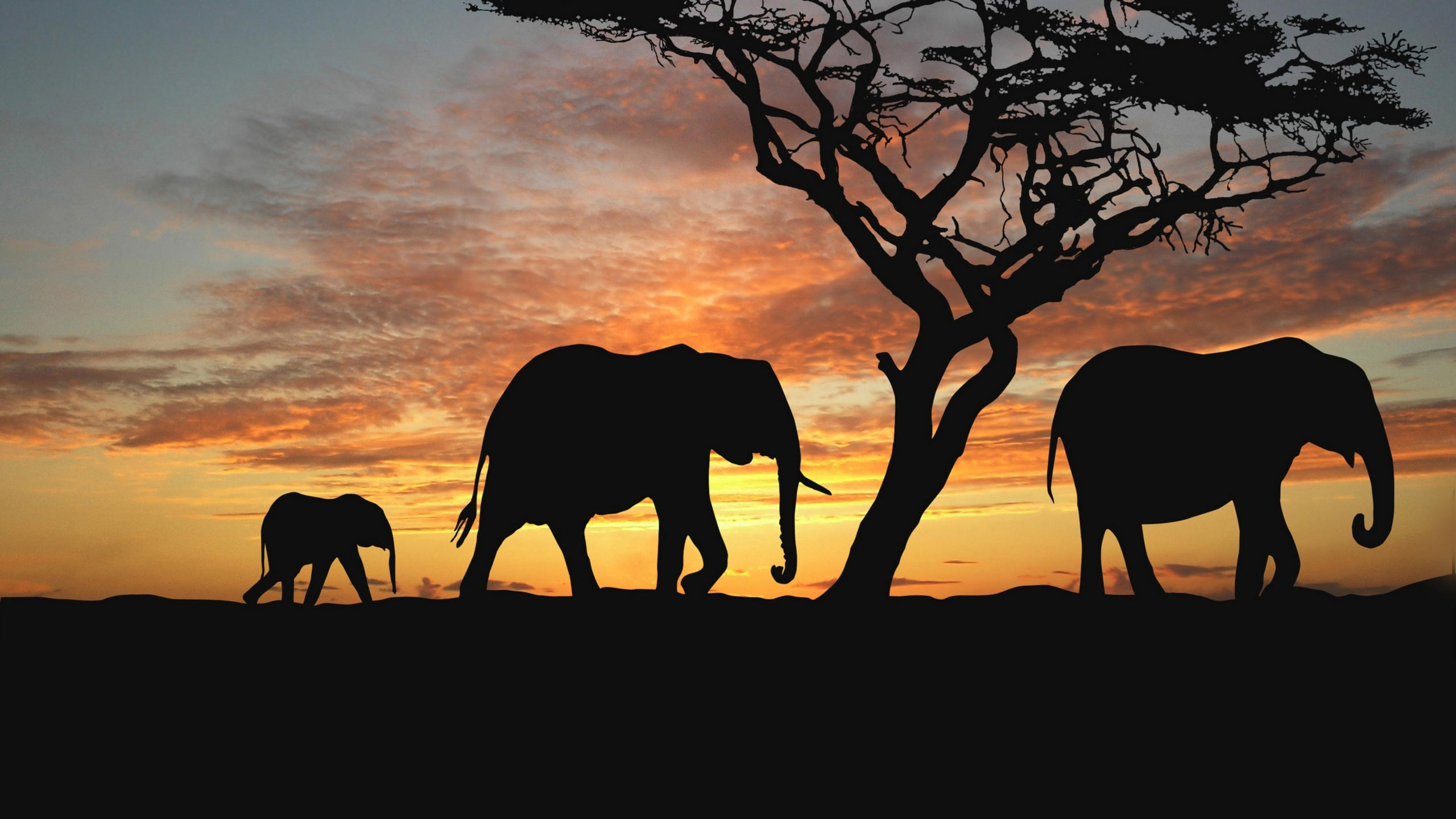 Обои Саванна, Слон, живая природа, африканский слон, наземные животные в разрешении 2560x1440