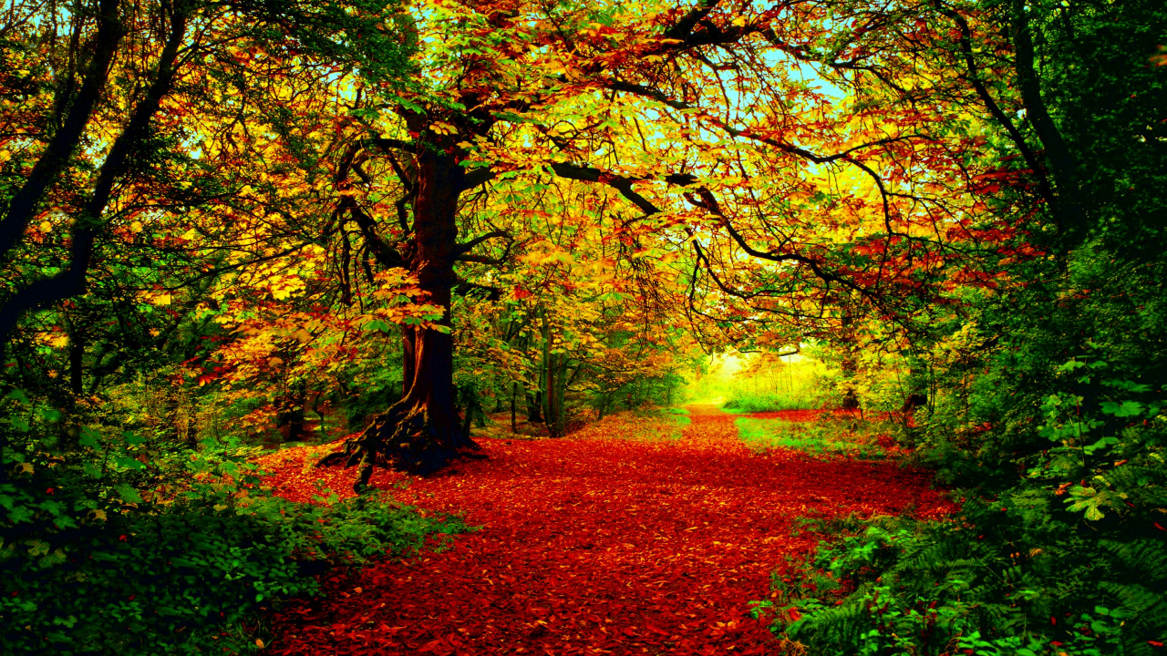 Обои осенний лес, фреска, лес, дерево, природа в разрешении 1280x720