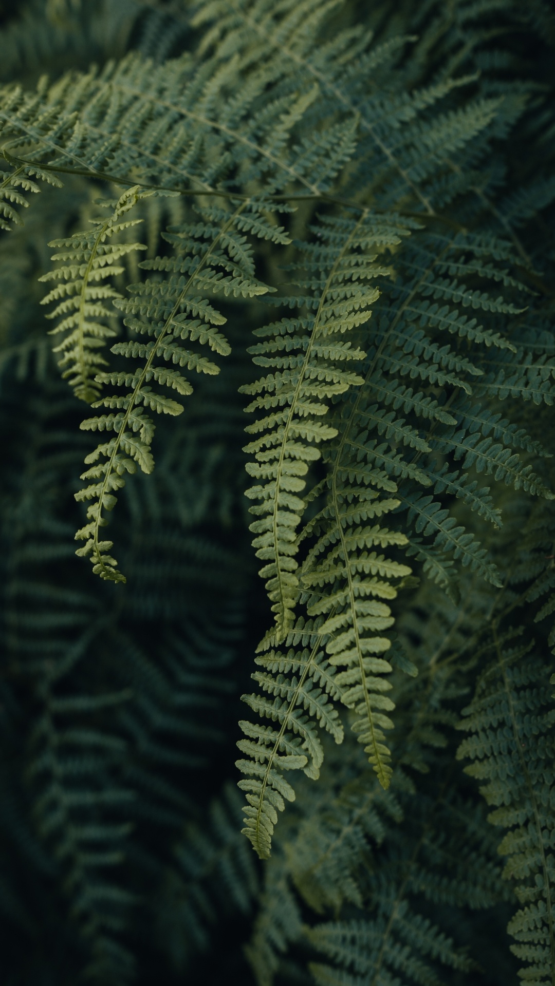 Обои растение, ветвь, наземное растение, прут, почвопокровная в разрешении 1080x1920