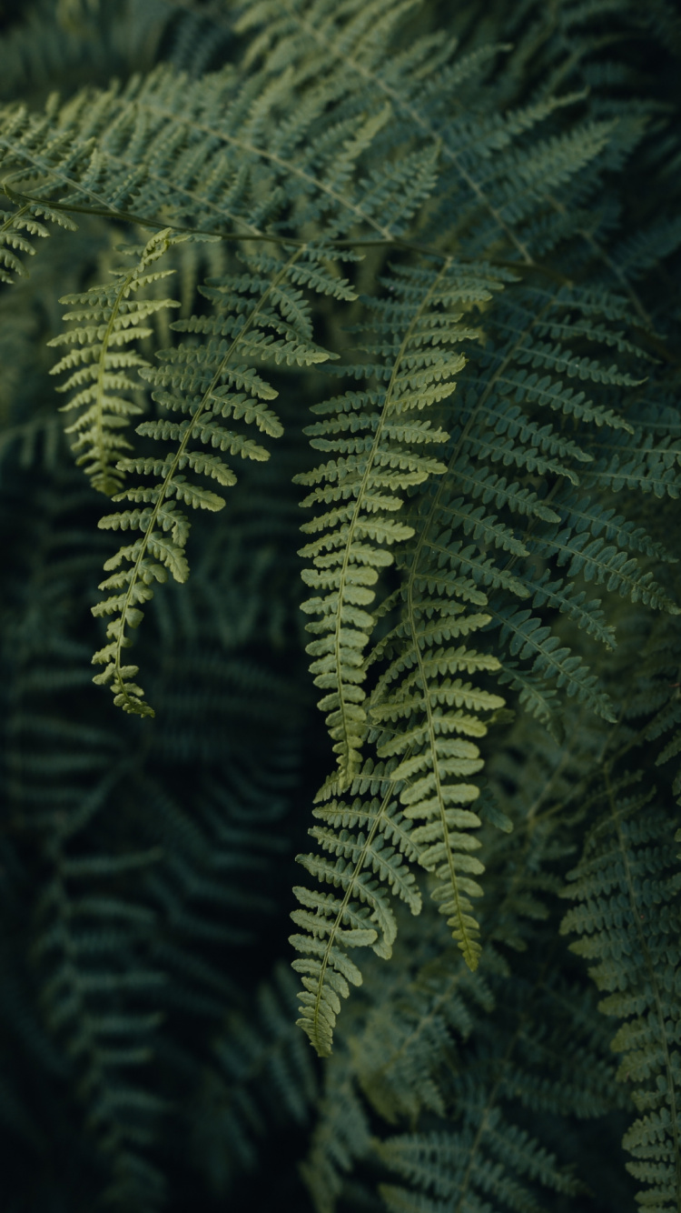 Обои растение, ветвь, наземное растение, прут, почвопокровная в разрешении 750x1334