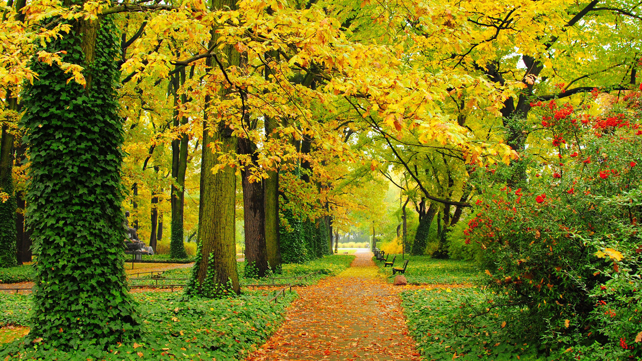 Обои парк, дерево, лист, природа, осень в разрешении 1280x720