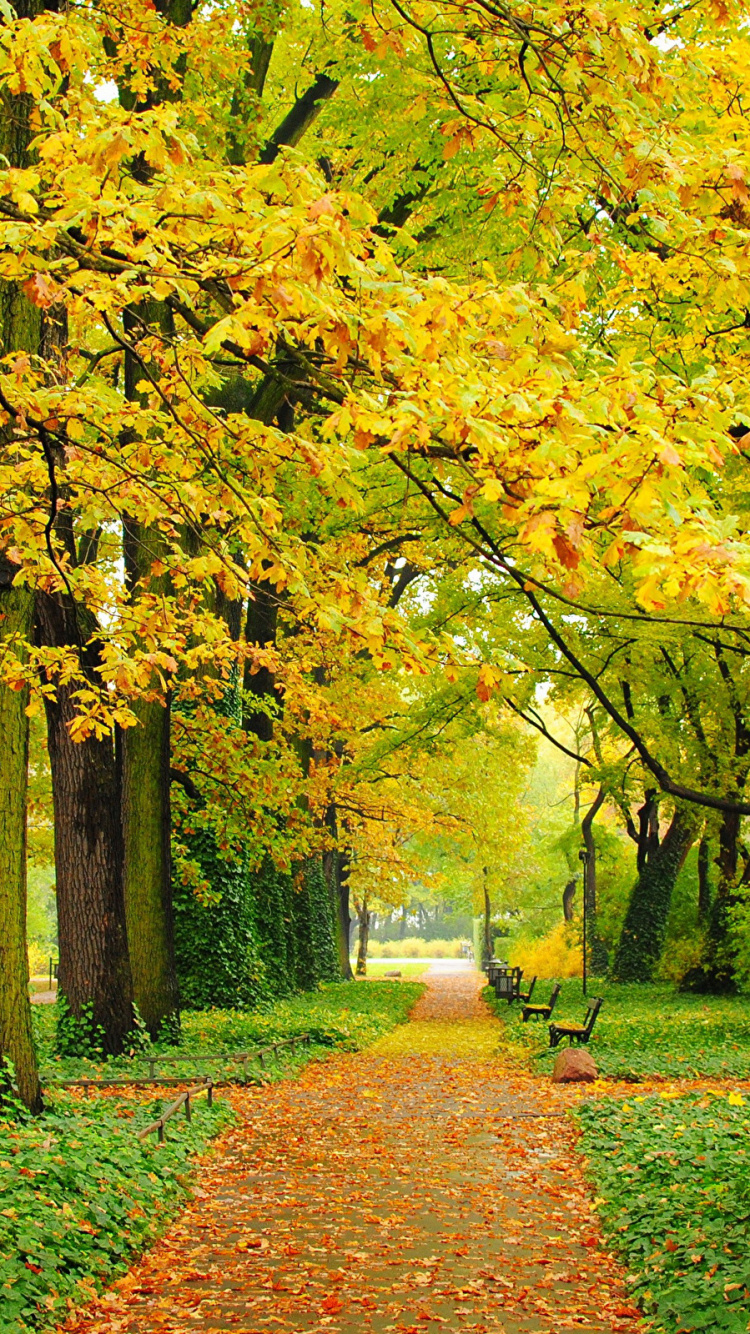Обои парк, дерево, лист, природа, осень в разрешении 750x1334