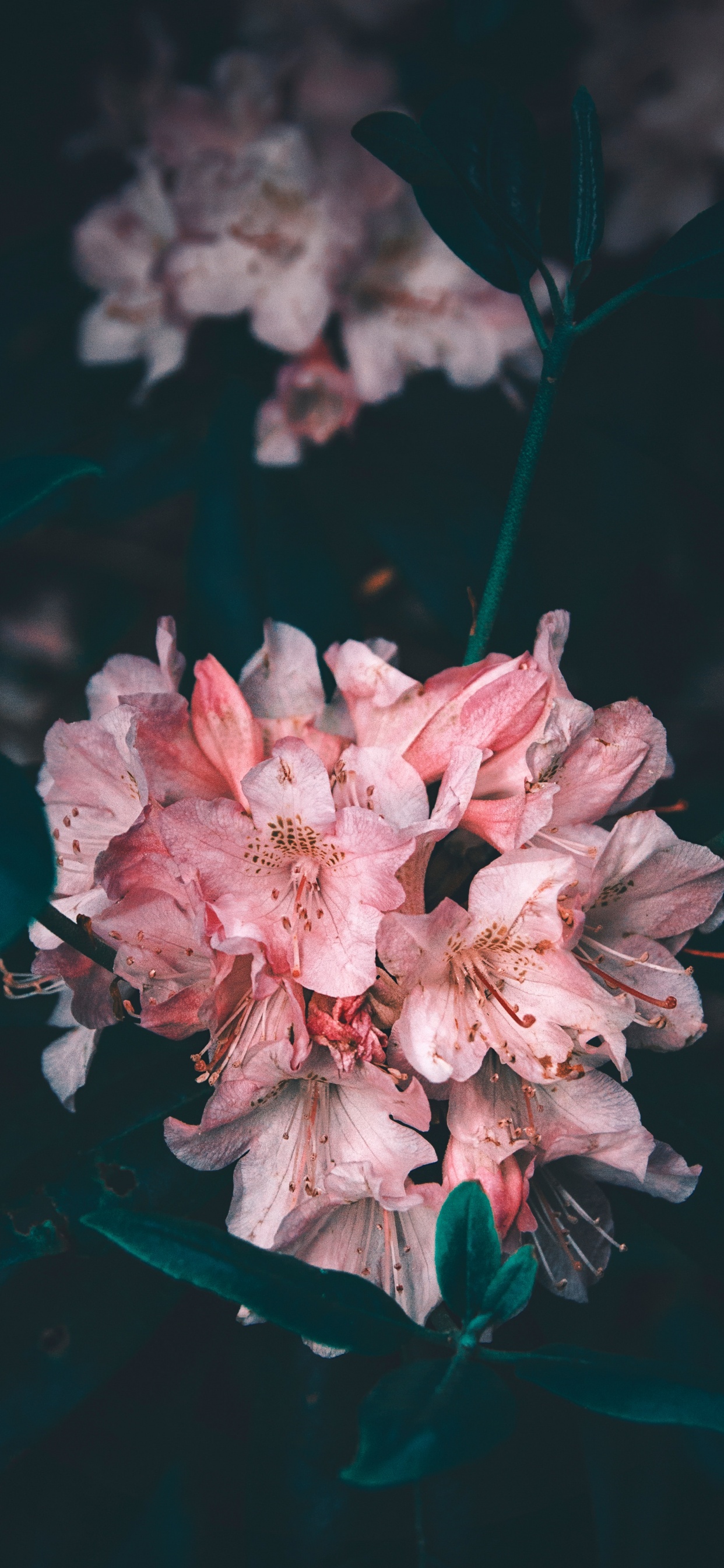 Обои цветок, розовый, лепесток, растение, весна в разрешении 1242x2688