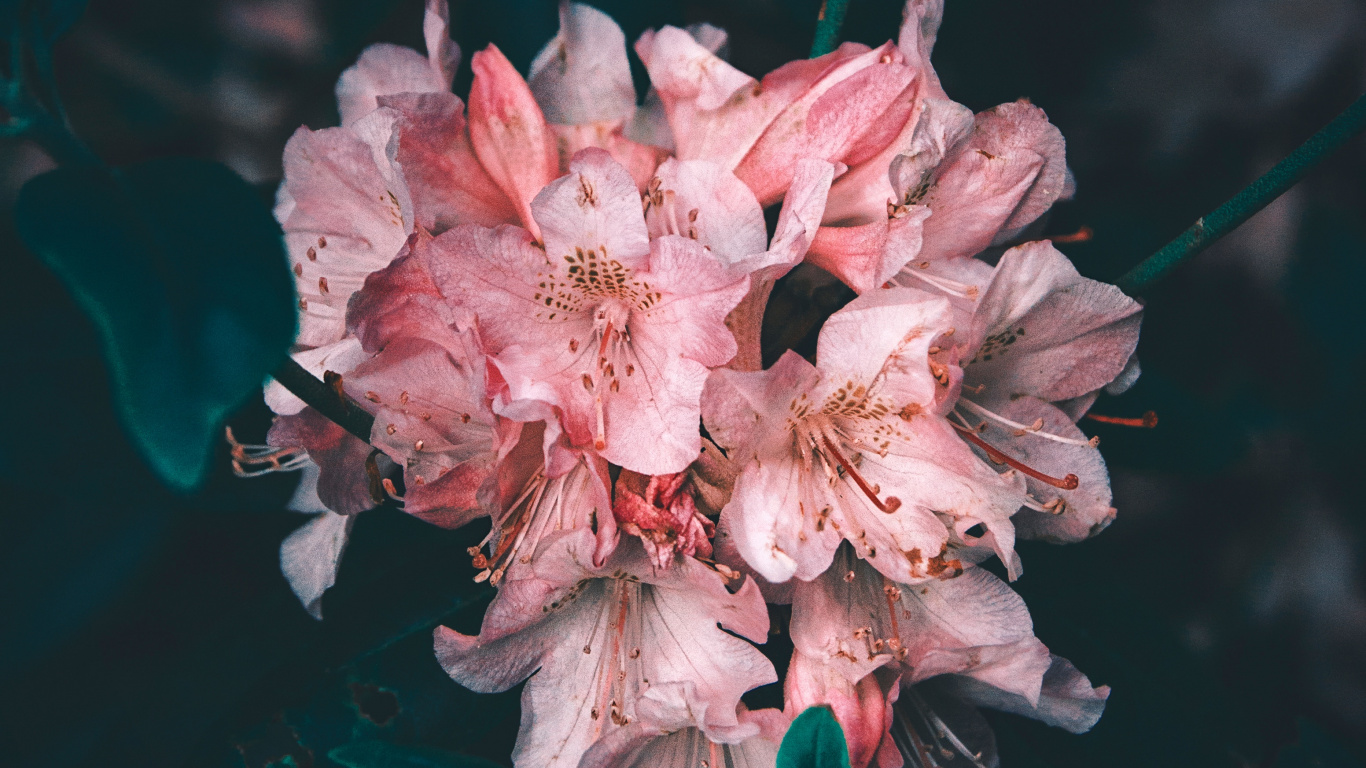 Обои цветок, розовый, лепесток, растение, весна в разрешении 1366x768