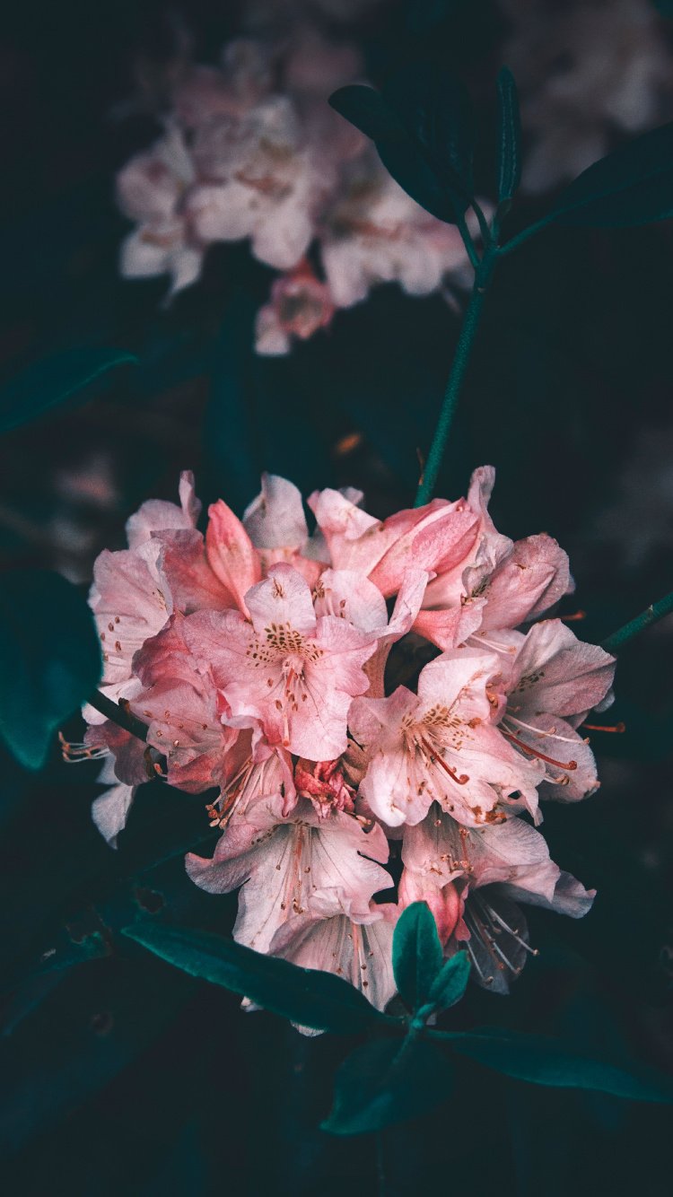 Обои цветок, розовый, лепесток, растение, весна в разрешении 750x1334