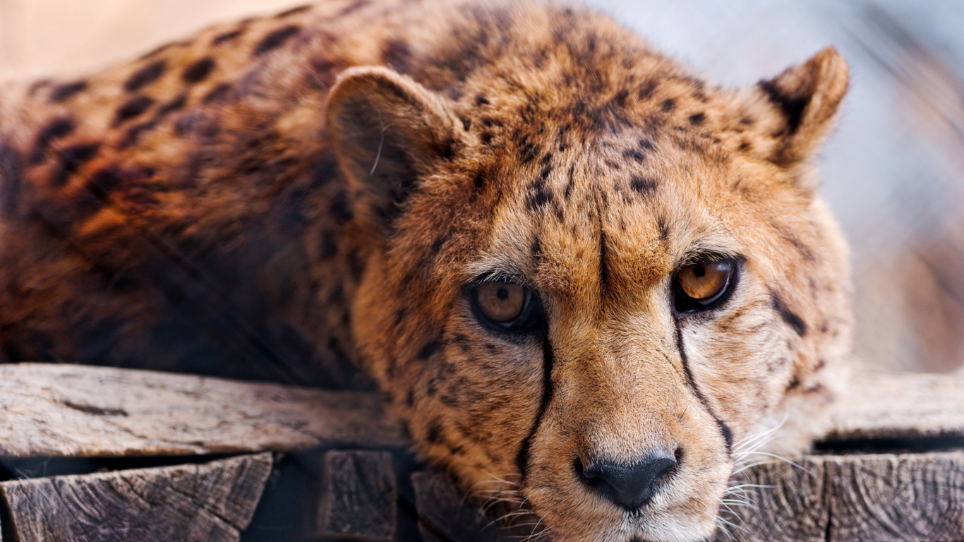 Обои Леопард, большая кошка, наземные животные, живая природа, Гепард в разрешении 1366x768