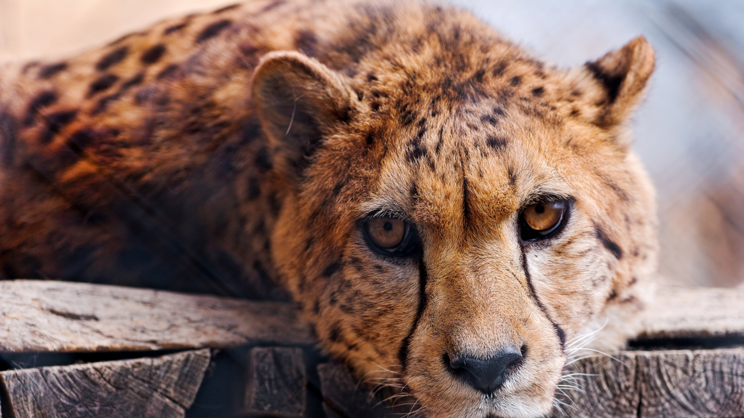 Обои Леопард, большая кошка, наземные животные, живая природа, Гепард в разрешении 2560x1440