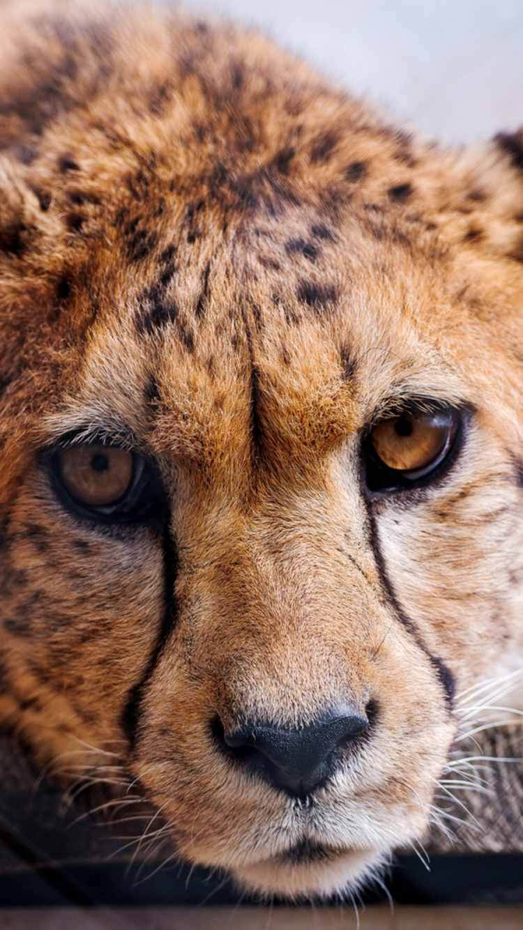 Обои Леопард, большая кошка, наземные животные, живая природа, Гепард в разрешении 750x1334