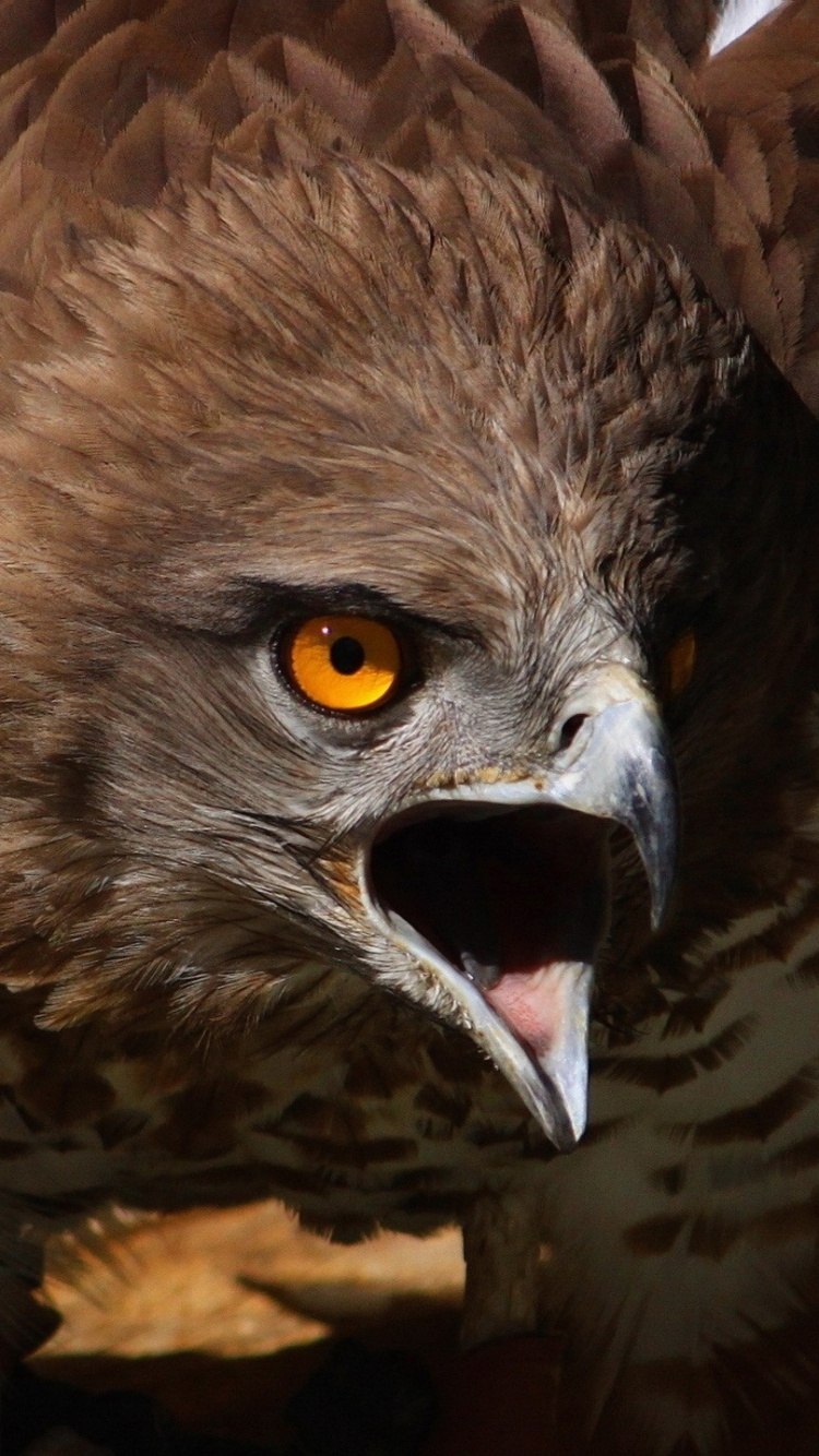 Обои Орел, хищная птица, птица, клюв, наземные животные в разрешении 750x1334