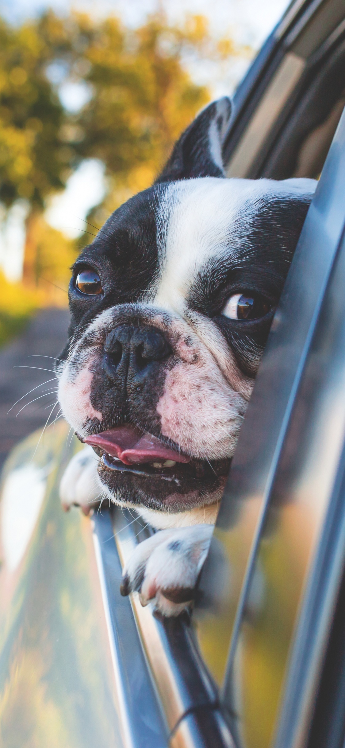Обои авто, французский Бульдог, бостонский терьер, щенок, пес в разрешении 1125x2436